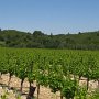 Les vignes