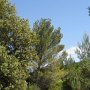 Dans la pinède