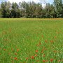 Coquelicots aux Canebières