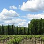 Les vignes du château