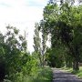 Chemin ombragé dans la palun